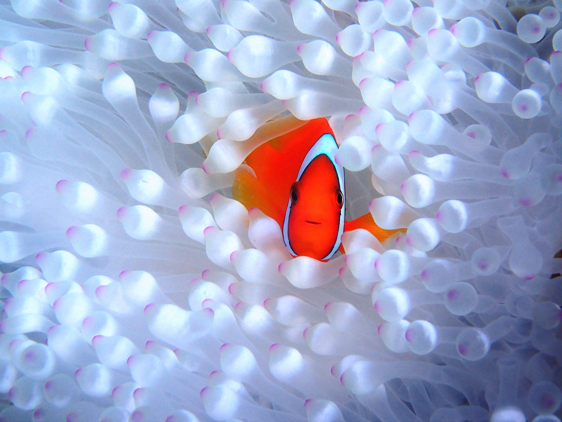 あいぷまのインスタグラム！！