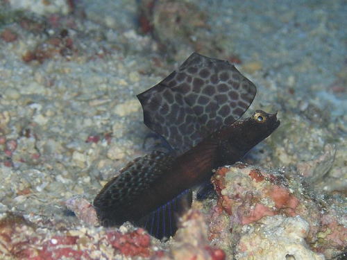 ホタテツノハゼ