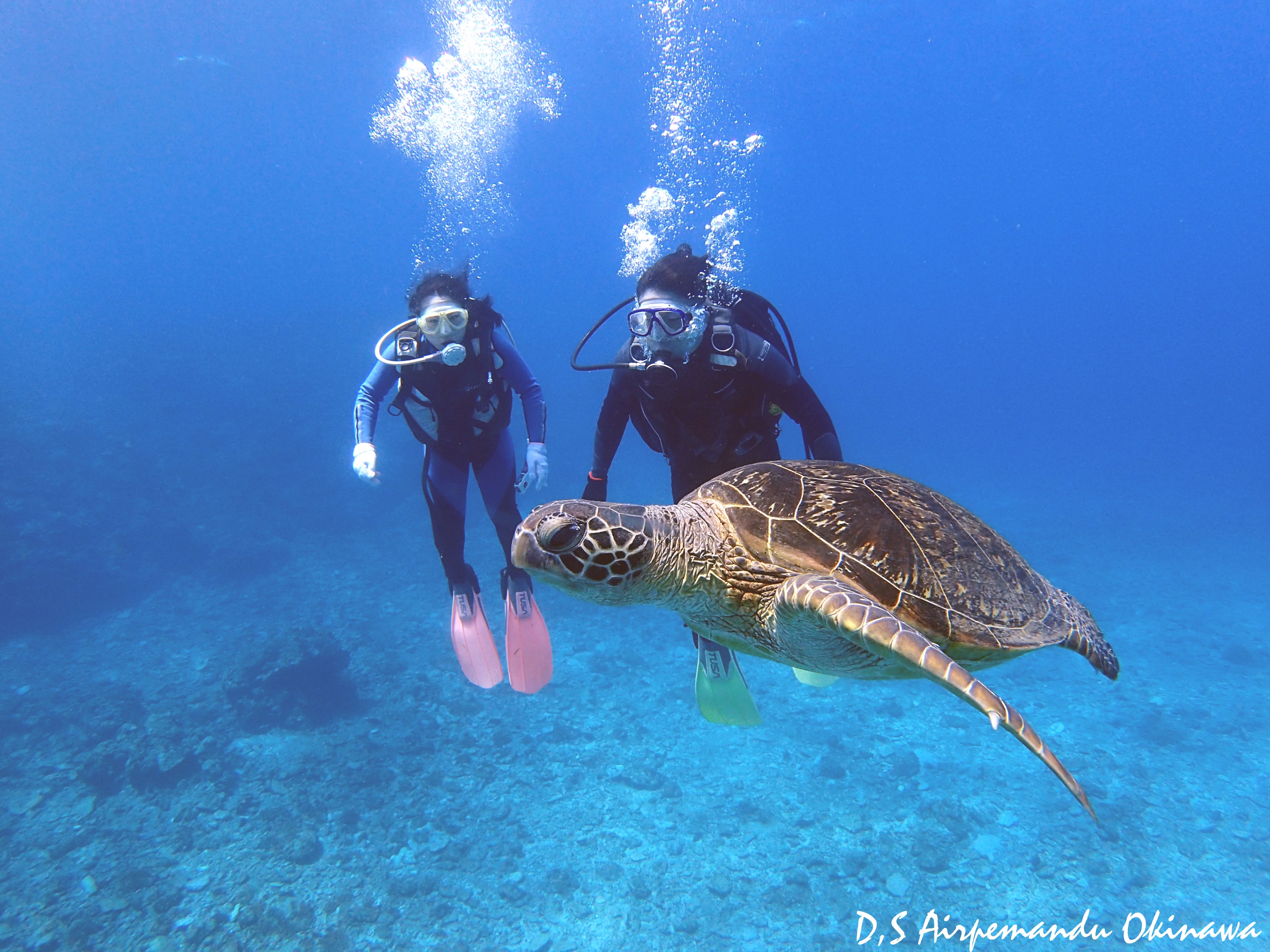 あいぷまブログ