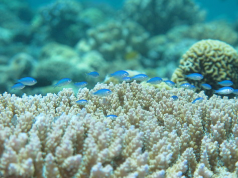 水納島、瀬底島、本部半島を潜る