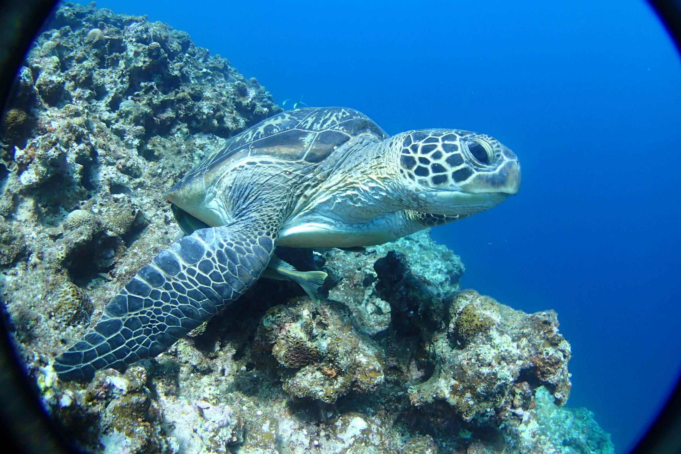 水納島、瀬底島、本部半島を潜る
