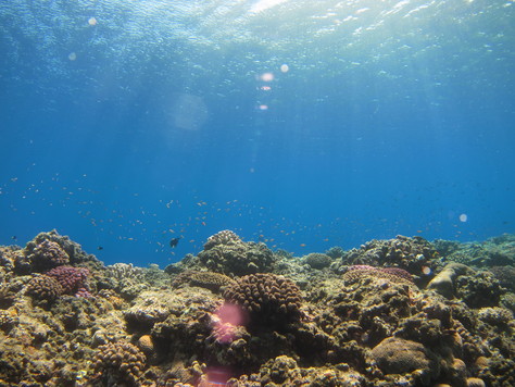 水納島、瀬底島、本部半島を潜る