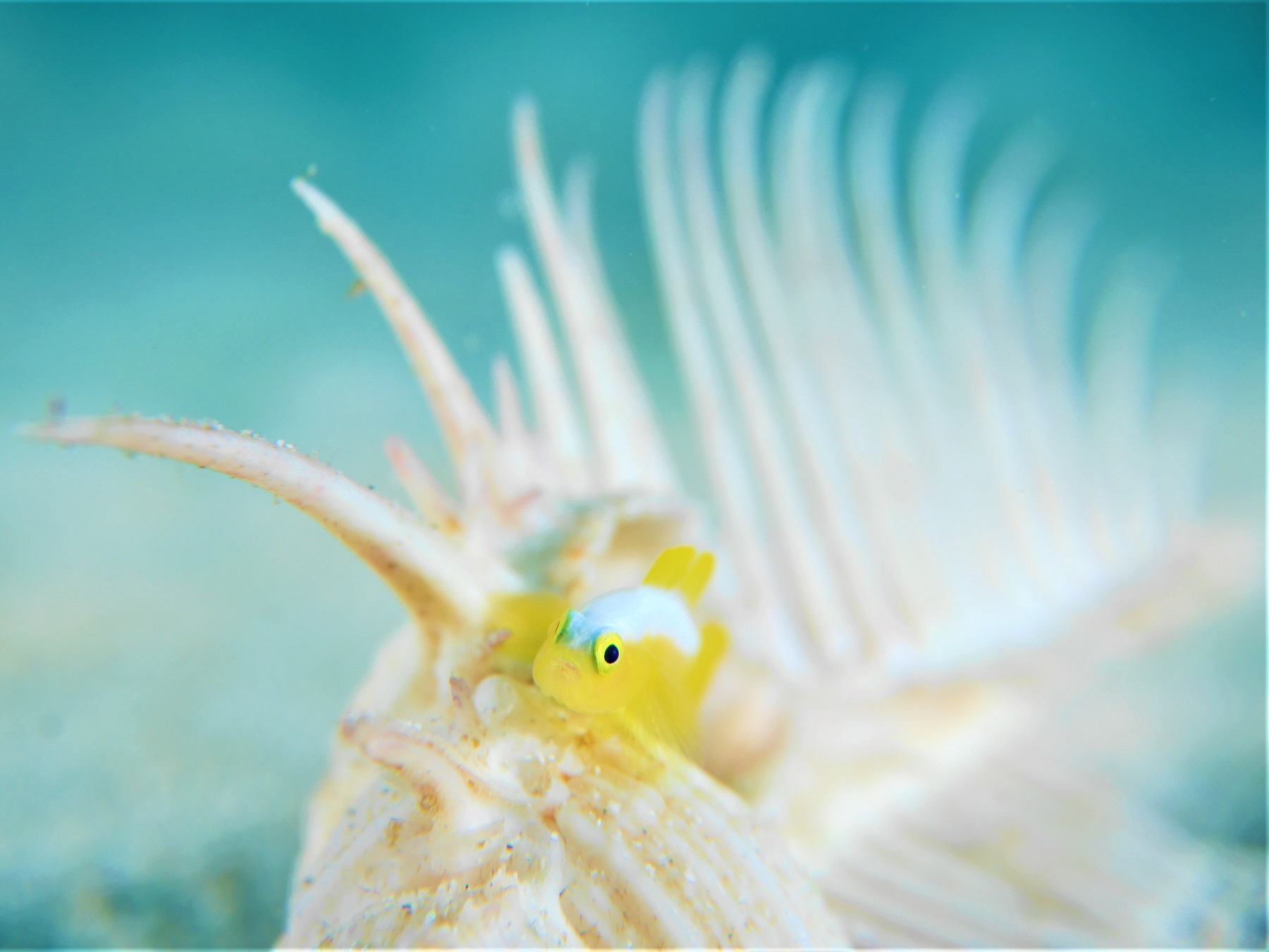 店長の沖縄マクロダイビング