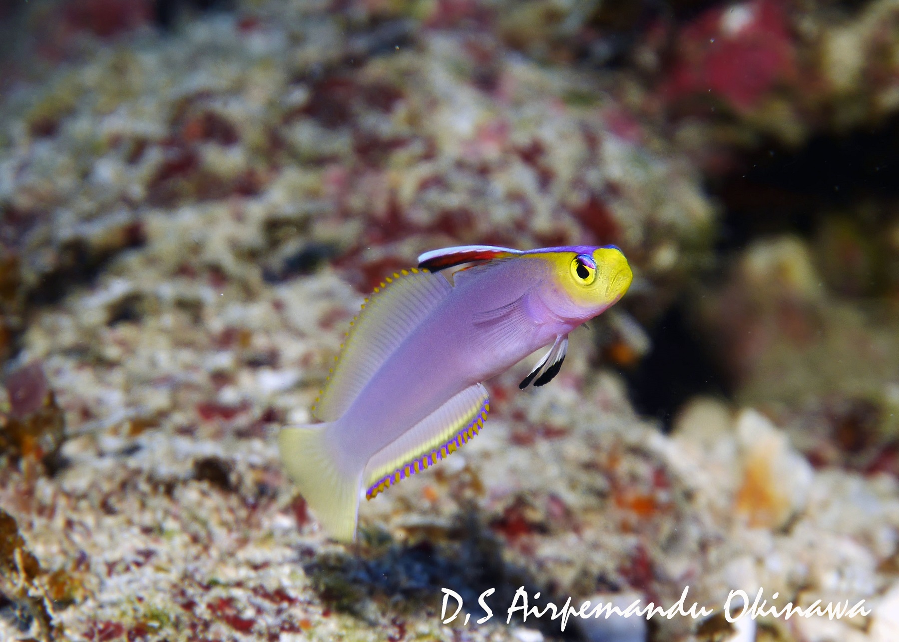 シコンハタタテハゼ