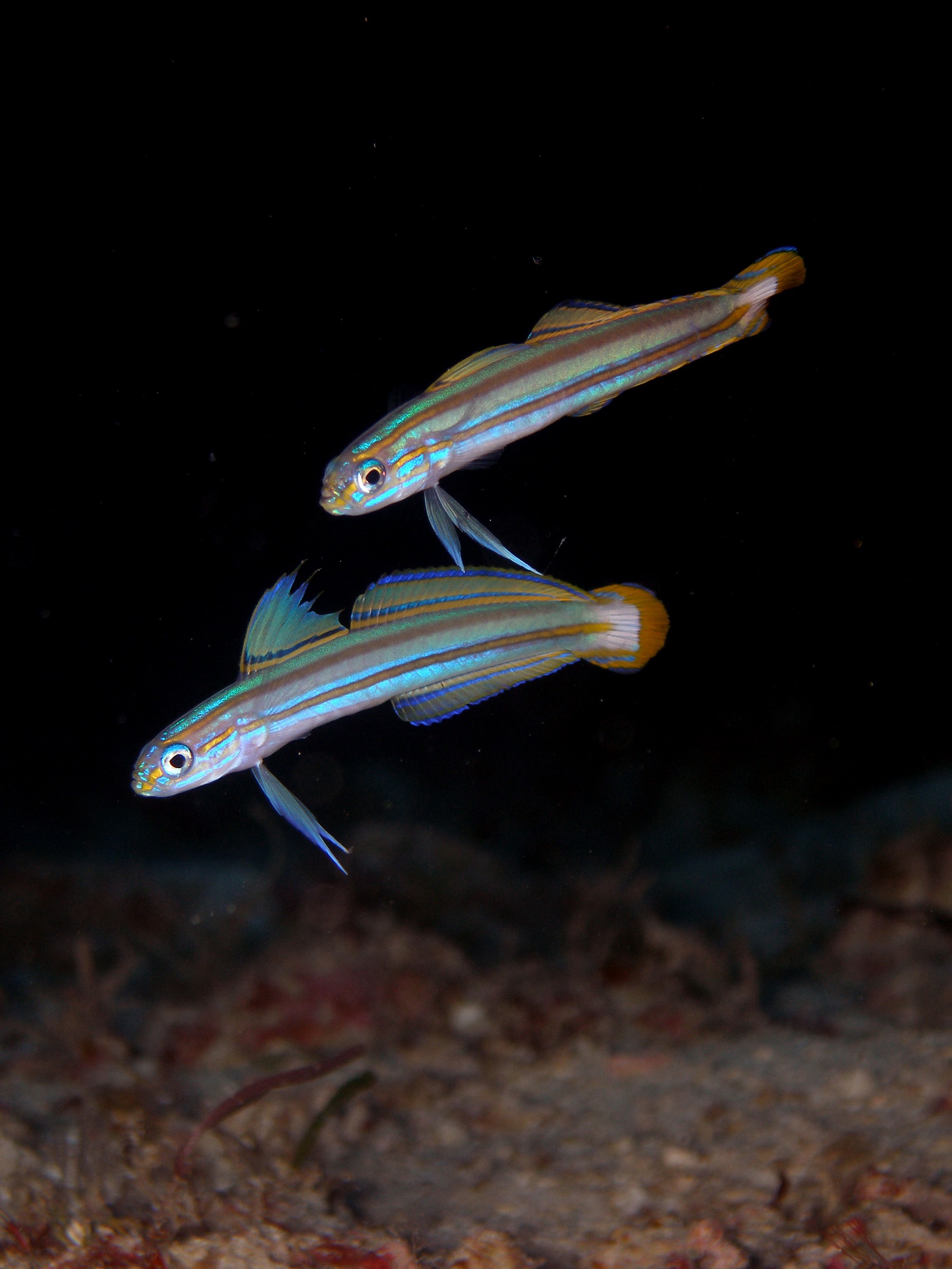 スジクロユリハゼ