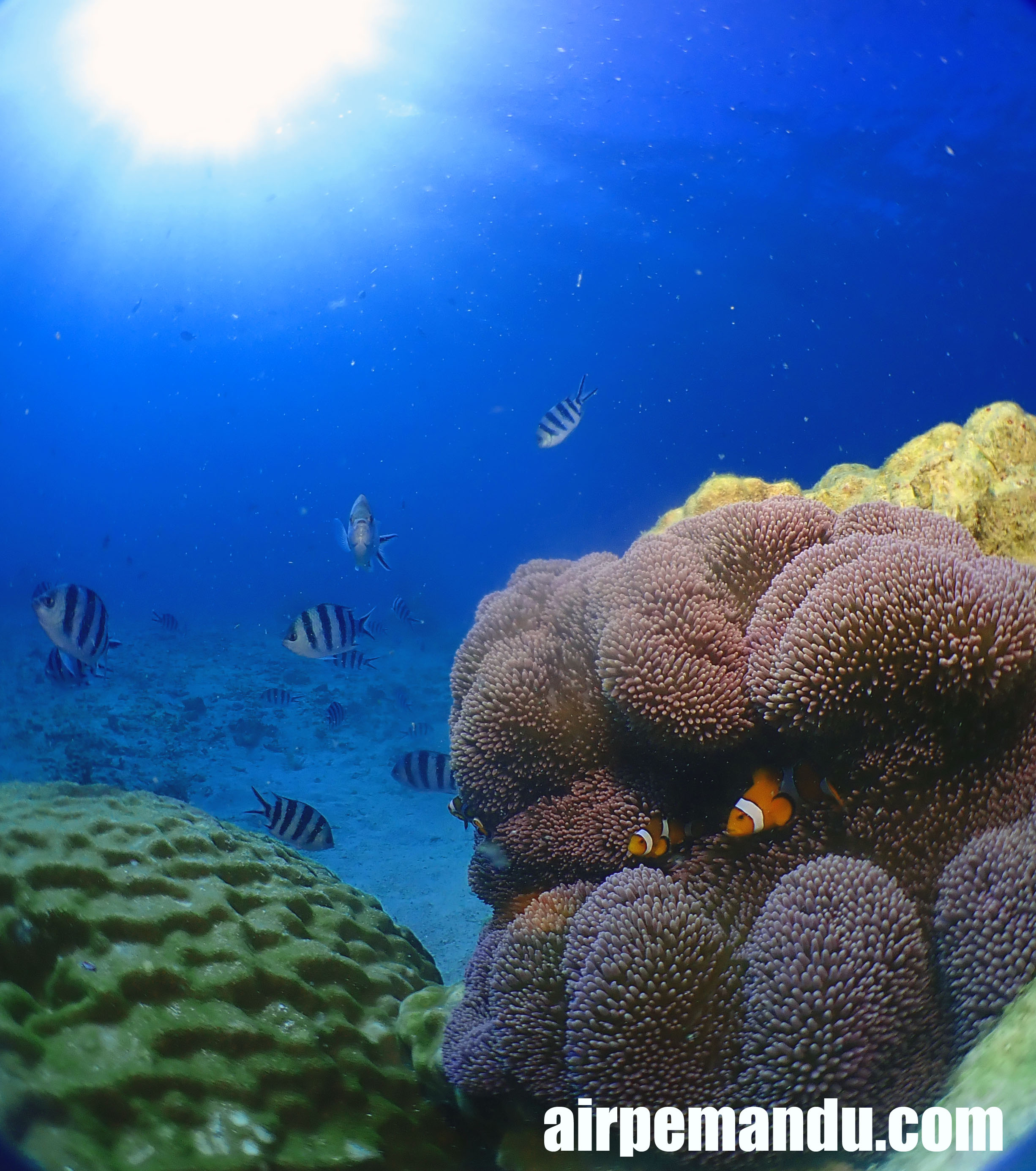 沖縄ダイビングサービスあいる・ぷまんどぅYOU TUBE